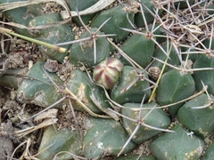 Mammillaria huntiana
