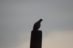 Streptopelia decaocto