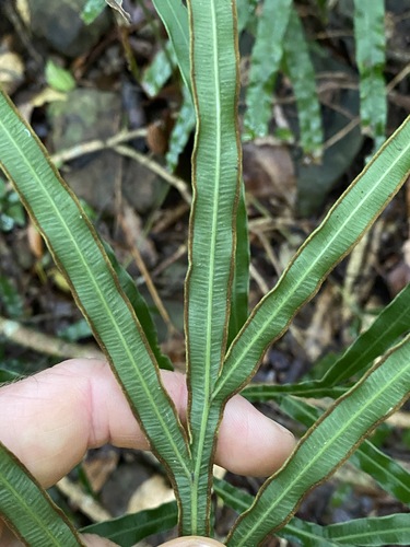 Image of Pteris umbrosa by (c) Greg Tasney, some rights reserved (CC BY-SA)