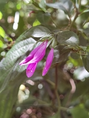 Dicliptera iopus