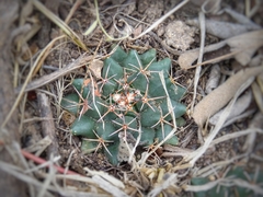 Mammillaria huntiana