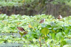 Jacana spinosa