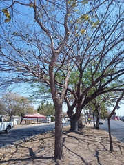 Roseodendron donnell-smithii