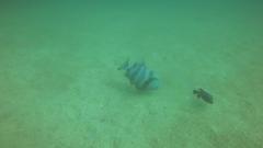 Pseudobalistes naufragium