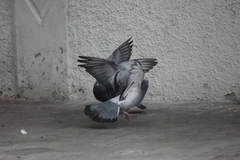 Columba livia