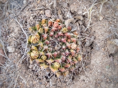 Mammillaria huntiana