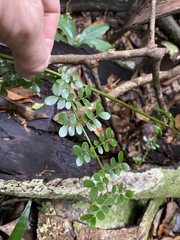Mezoneuron brachycarpum