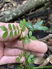 Mezoneuron brachycarpum