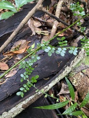 Mezoneuron brachycarpum
