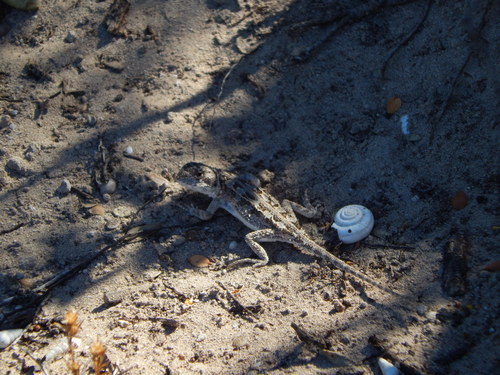 Bight Heath Dragon, Ctenophorus chapmani