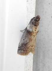 Acrobasis caryae
