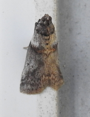 Acrobasis caryae