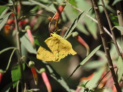 Phoebis neocypris virgo