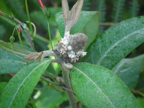 Croton reitzii