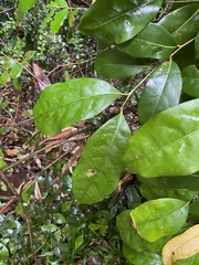 Cryptocarya macdonaldii