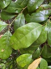 Cryptocarya macdonaldii