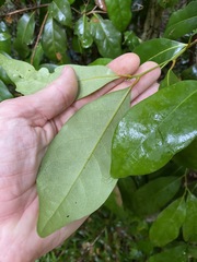 Cryptocarya macdonaldii