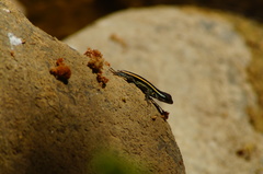Sceloporus smithi
