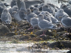 Larus glaucoides thayeri