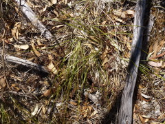 Lomandra densiflora
