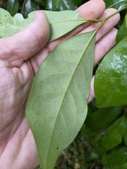 Cryptocarya macdonaldii