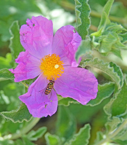 iNaturalist observation photo of Hoary Rock-rose
