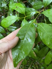 Cryptocarya macdonaldii