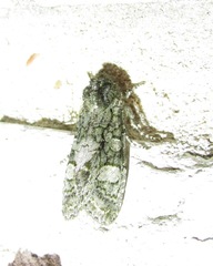 Copivaleria grotei