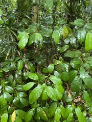 Cryptocarya macdonaldii