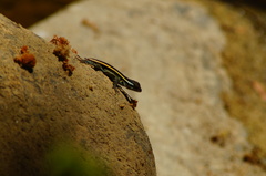 Sceloporus smithi