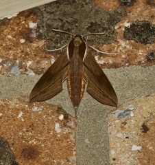 Hippotion boerhaviae