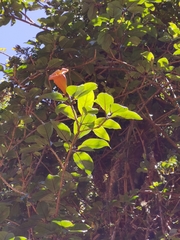 Solandra brachycalyx