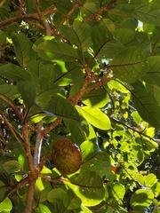Solandra brachycalyx