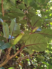 Solandra brachycalyx
