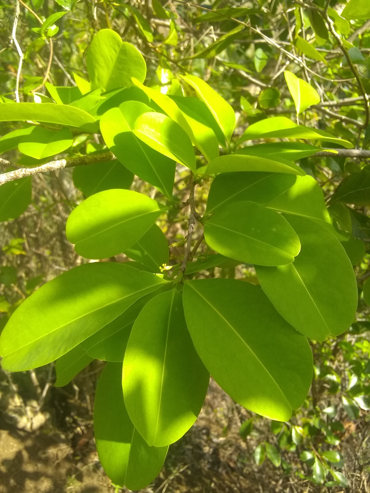 Erythroxylum rufum