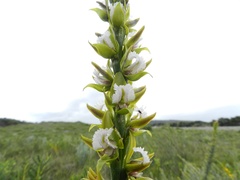 Prasophyllum fimbria