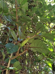 Solandra brachycalyx