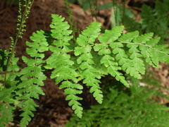 Anemia raddiana