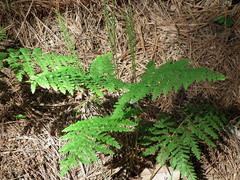 Anemia raddiana