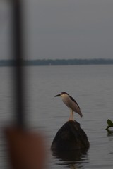 Nycticorax nycticorax