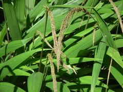 Setaria sulcata
