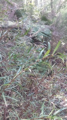 Pimelea axiflora