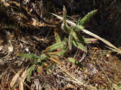 Gonocarpus elatus