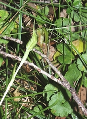 Pterostylis decurva