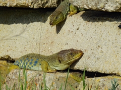 Timon lepidus lepidus