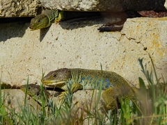 Timon lepidus lepidus