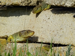 Timon lepidus lepidus