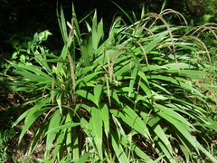 Setaria sulcata
