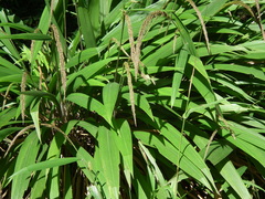 Setaria sulcata