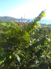 Comocladia